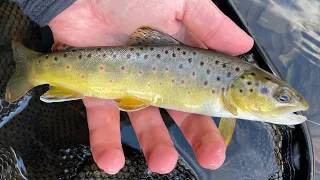 Fall Euro Nymphing at Spring Creek, PA