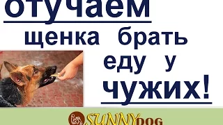 отучение щенка брать еду у чужих. как научить щенка не брать еду у  людей