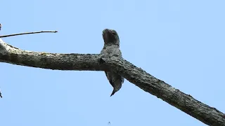 Great Potoo (Nyctibius grandis)