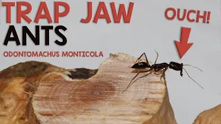 SCARY TRAP JAW ANTS! | Odontomachus Monticola