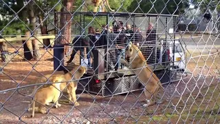 Lion Safari Encounter at Orana Park Wildlife Park ||Christchurch || New Zealand ||