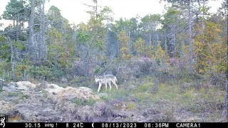 BABY ANIMALS on trail Camera! Wolf Pups, Bear Cubs and More!