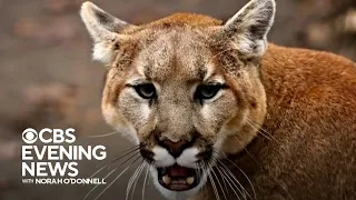 1 killed, 1 injured in California mountain lion attack