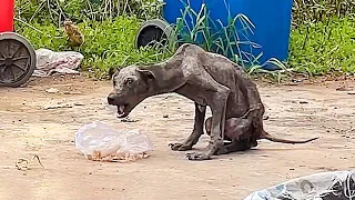 A bat-like stray once emaciated,underwent stunning transformed after a kind woman rescued for a year