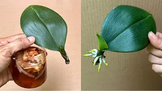 Miraculously, It Instantly Revived 1 Orchid Leaf
