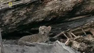 Дикая Природа Глаз леопарда National Geographic.mp4
