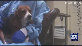 Why dogs are used in medical testing, research in Massachusetts