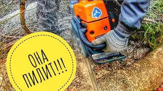 Бензопила Holzfforma G366 клон Stihl MS361 // Подводим итог первого дня испытаний в лесу 🌲