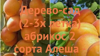 Абрикос плодовый Алеша - Эдельвейс 🌿 обзор: как сажать, саженцы абрикоса Алеша - Эдельвейс