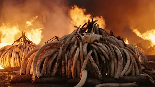 Anthropocene: The Human Epoch - Trailer - SFF 19