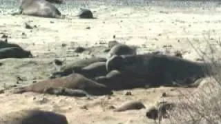 Elephant seal mating