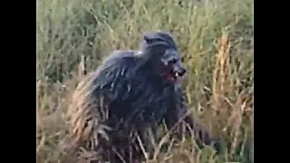 THIS SHOCKING FOOTAGE OF DOGMAN WAS JUST LEAKED!!