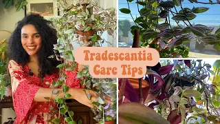 Tradescantia Care Tips (Light, Water, Soil, Propagation)