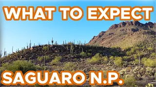 Things to Do in Saguaro National Park (What to Expect + Where to Stay)