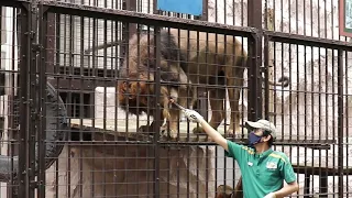 インドライオン ラージャー／野毛山動物園