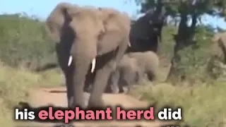 THE AMAZING STORY OF THE ELEPHANT WHISPERER