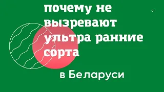 Почему не вызревают ультра ранние ГФ винограда в Беларуси