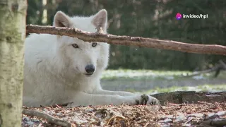 Whispers of the Ice: Wolves of the Glacier