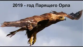 2019 - год Парящего Орла по старославянскому календарю.