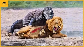 37 Times Stupid Lion Received Bitter End For Daring To Provoke Komodo Dragon Komodo Dragon vs Lion