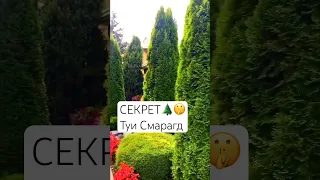 🌲🥇Почему ТУЯ СМАРАГД так ПОПУЛЯРНА