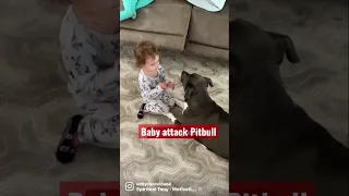 Baby Attack Pitbull