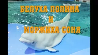 Санкт-Петербургский дельфинарий (белуха Полина и моржиха Соня)