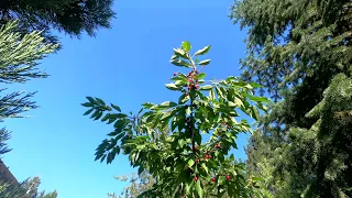 Bing Cherry Tree Fruit Flies