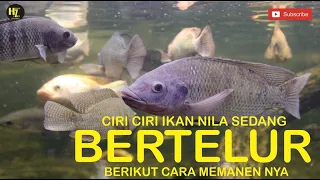 Ciri Ikan Nila Yang Sedang Bertelur Dan Cara Termudah Memanen nya