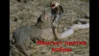 Мангуст против кобры (snake vs mongoose)!!!