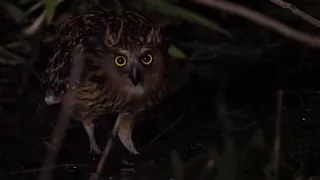 Buffy fish owl. Extreme Low light shoot with Olympus 300mmf4 pro