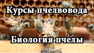 Курсы пчеловодства | Биология пчелиной семьи (Education beekeeping | Biology colony)