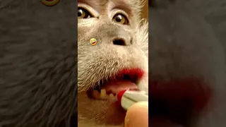 kudo animal kiki | monkey | 🤣🤣 #monkey #funnymonkeyvideos #kiki #funny #shorts