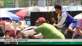 В Таиланде состоялись традиционные скачки на буйволах