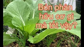 Chỉ bón 01 loại phân hữu cơ mà cải bẹ xanh To Lá thấy ớn | THÍCH TRỒNG CÂY TV