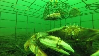 Never before seen underwater  footage of a Crab Trap at 80ft with a GoPro