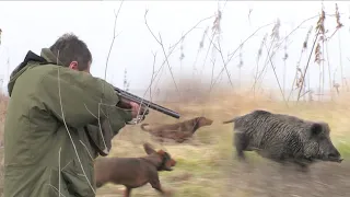 Hunting Serbia - Wild boar hunting | Lov divlje svinje - lovište Vršački ritovi |Caccia ai cinghiali
