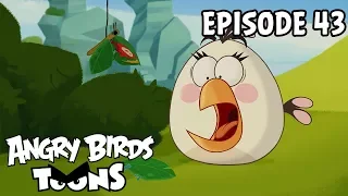 Angry Birds Toons | The Butterfly Effect - S1 Ep43