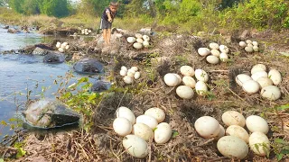 Collection Videos Pick Big Clams while Dry Water at Ang TroPeang Tmor to Find Eggs & Found many eggs