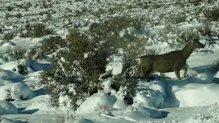 Snow and Mule Deer Doe Mix Plus Inyo County