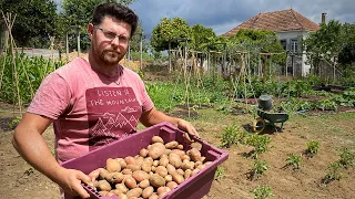 Harvesting Dig vs. No Dig Potatoes - INTERESTING Results! #21