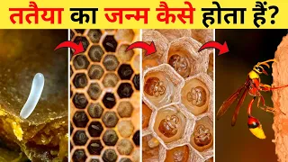 ततैया का जीवन चक्र | Wasp Life Cycle Video | Life Cycle Of Wasp In Hindi | Tataiya Ka Janm