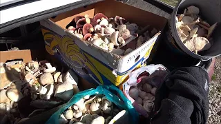 Грибы в Крыму 2022, ПОЛНЫЙ багажник грибов. Сбор грибов, грибы шампиньоны в ОГРОМНОМ количестве