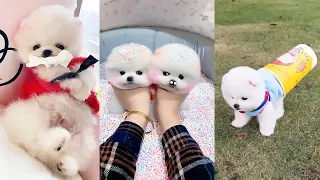 Tik Tok Chó Phốc Sóc Mini 😍 Funny and Cute Pomeranian #296