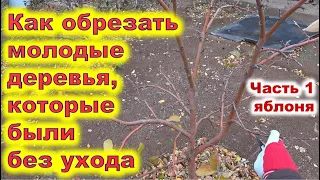 Обрезка молодой неухоженной яблони