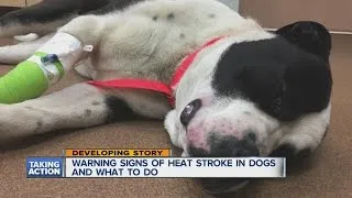 Warning signs that dogs are suffering heat stroke