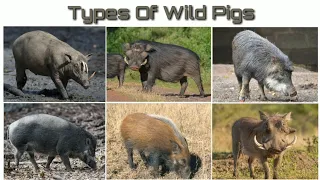 Types Of Wild Pigs