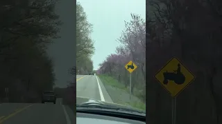 Red bud trees Along Route 50,in West Virginia USA.