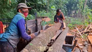 Excellent mahogany splitting skills - assembled serkel chainsaw