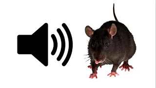 Rat - Sound Effect | ProSounds